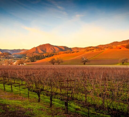Photo of a Sonoma Vineyard at Dusk. Visiting a Winery Is One of the Best Things to Do in Sonoma County