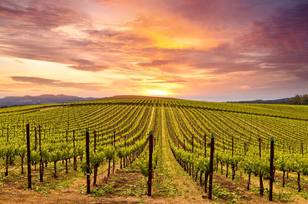 Sonoma Valley Wineries: A 3-Stop Guide | El Dorado Hotel & Kitchen